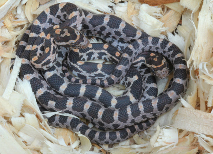 Okeetee Corn Snakes